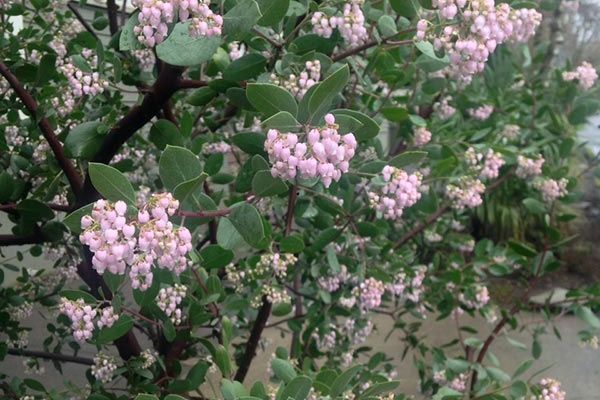 manzanita-flowering.jpg
