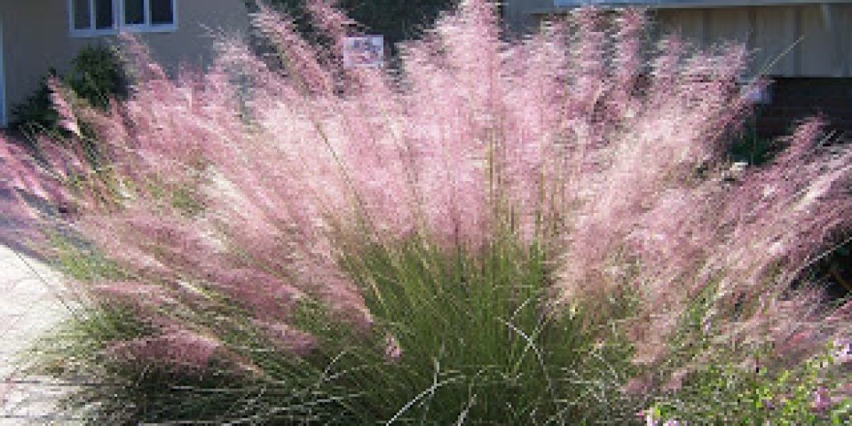 PINK MUHLY GRASS