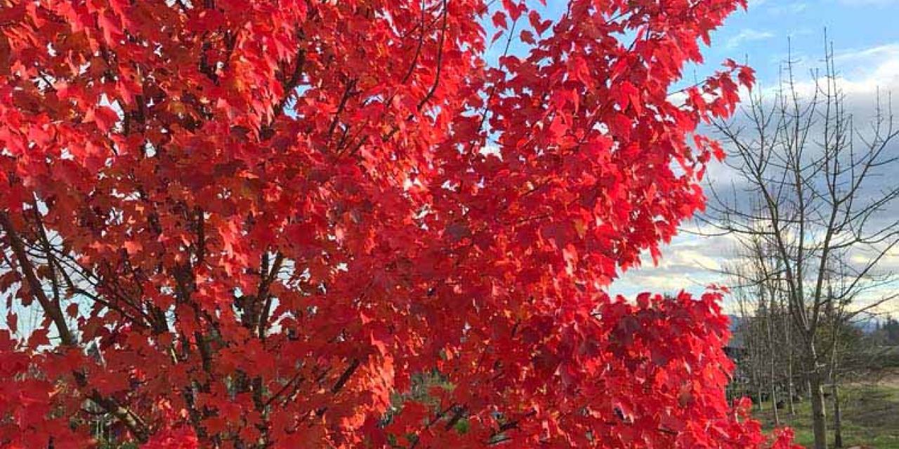 Maple fall color