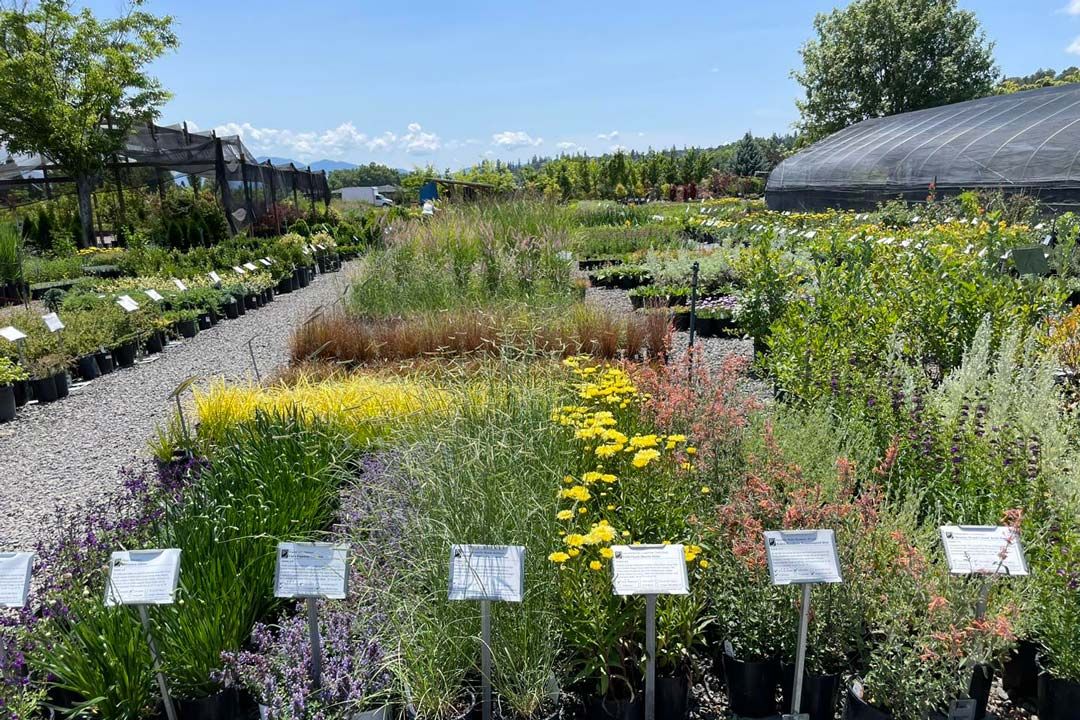 Shooting Star plant nursery in Central Point Oregon grows neonic-free, pollinator-friendly plants and trees