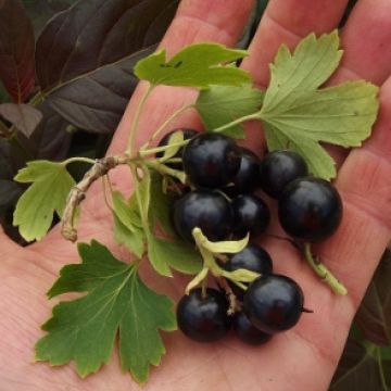 Ribes 'crandall' (black currant) fruit