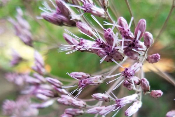 Eupatorium flower detail sm