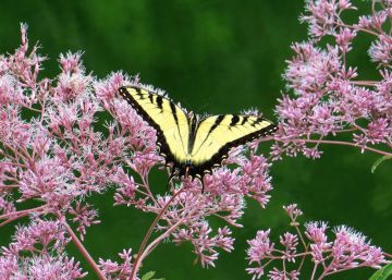 swallowtail butterfly on Joe Pye weed in sunny pollinator garden