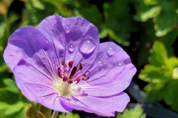 Geranium Rozanne edit