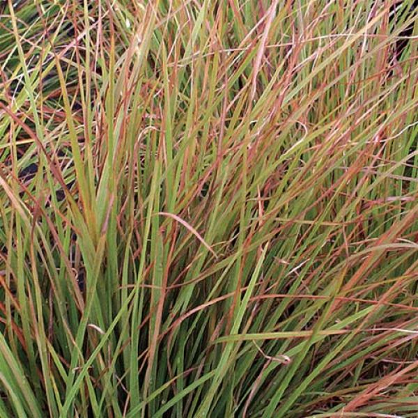 SCH - Schizachryium ‘Blaze’ (‘Blaze’ Little Bluestem Grass) 