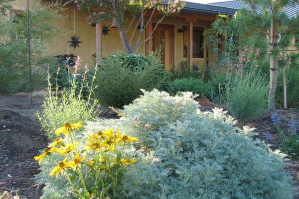 artemisia and other deer resistant plants in front yard