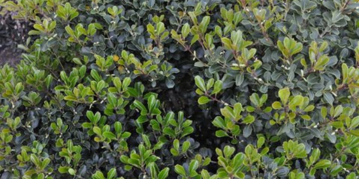 Osmanthus Rotundifolius