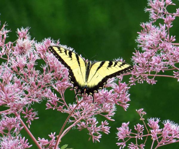 swallowtail butterfly on Joe Pye weed in sunny pollinator garden