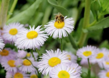 honey bee on fleabane flower in shady pollinator garden