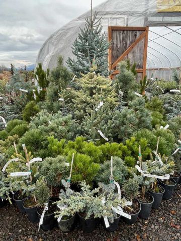 dwarf conifers of various types