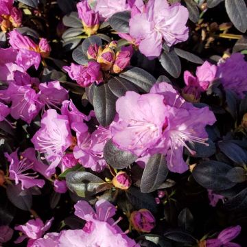 Rhododendron PJM 