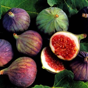 Fig tree fruit