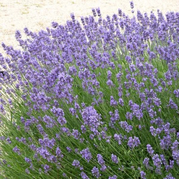 LAV - Lavandula ‘Hidcote’ (Dwarf English Lavender) 