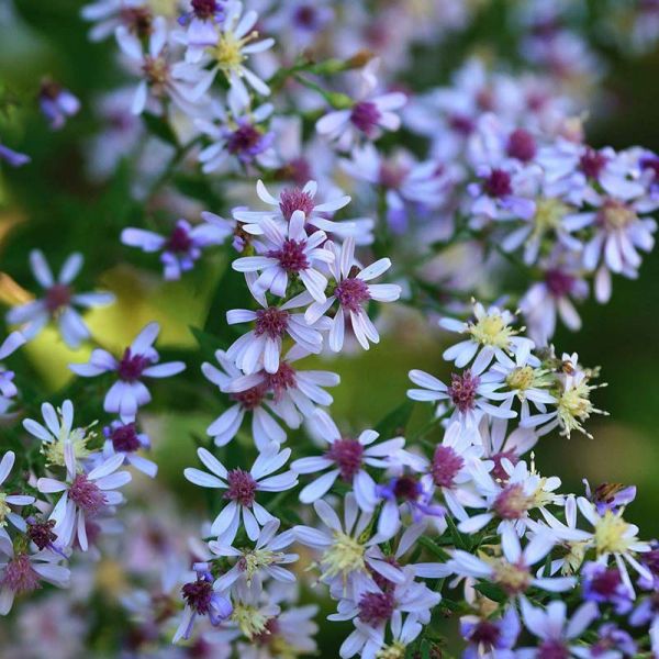 AST - Aster c. ‘Avondale’ (Blue Wood Aster) 
