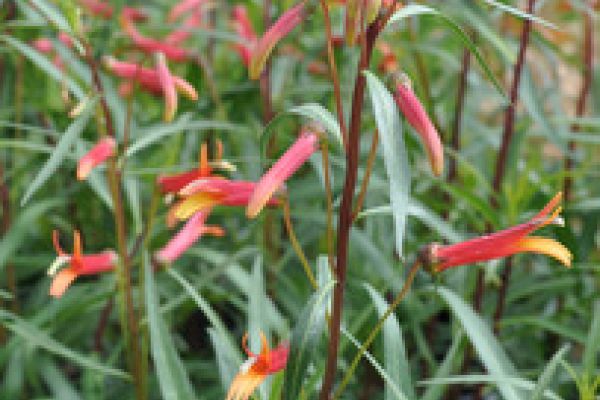 lobelia-laxiflora