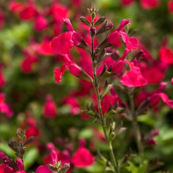SAL - Salvia ‘Heatwave Blaze’ (Red Hybrid Autumn Sage)