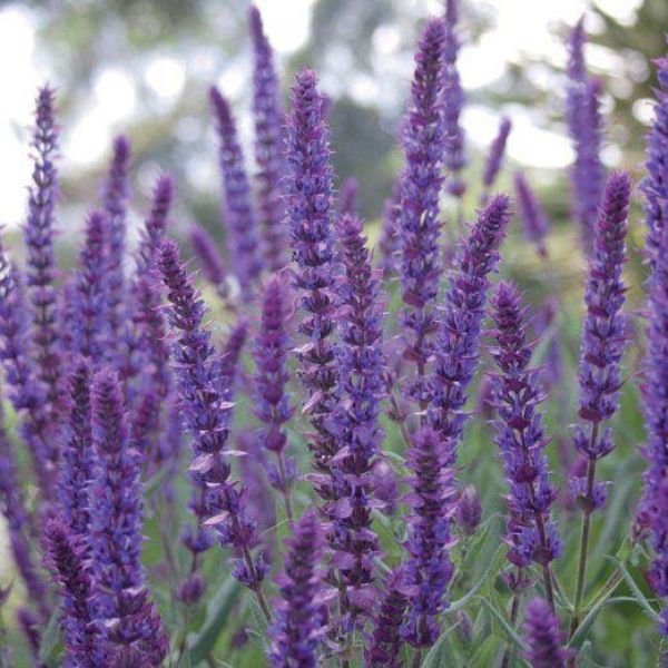 SAL C. - Salvia ‘Caradonna’ (Purple Upright Sage) 