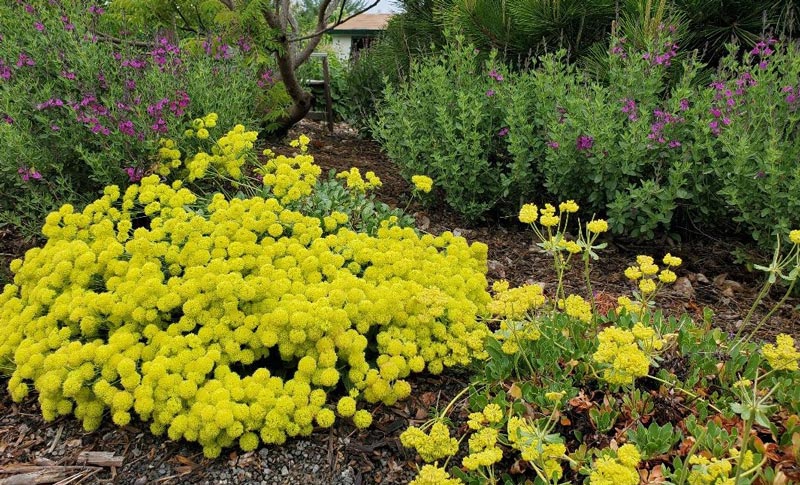 Five Steps to a Beautiful, Drought Tolerant Garden - Shooting Star Nursery