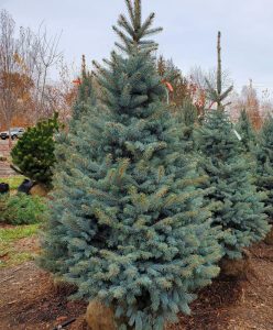 Dwarf and Compact Conifers - Shooting Star Nursery