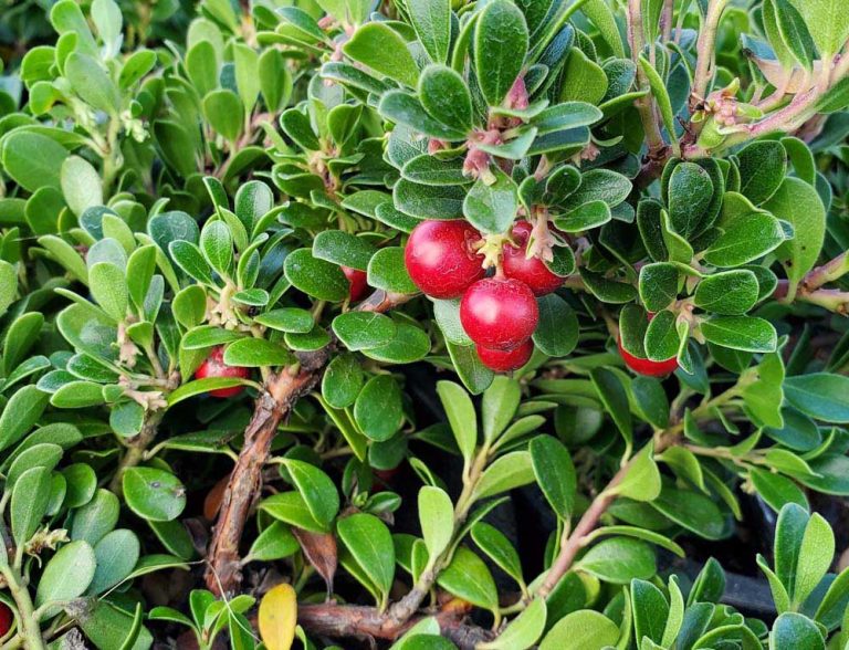 Fall Berry Plant Fall Berries are for the Birds! - Shooting Star Nursery