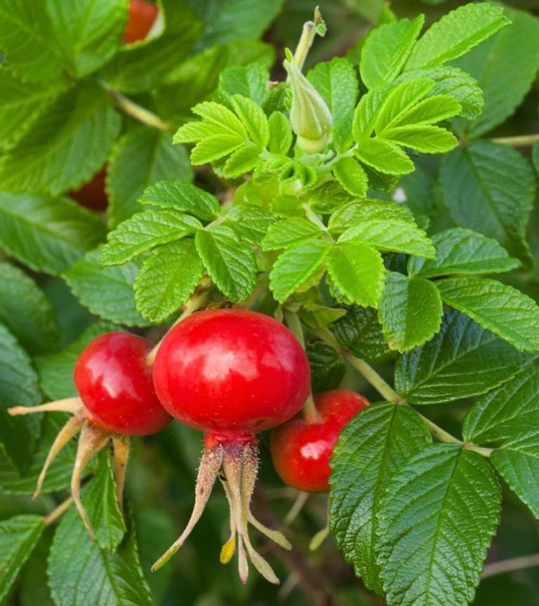 Rosa rugosa - Shooting Star Nursery
