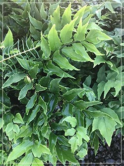 Cyrtomium fortunei (Hardy Holly Fern)