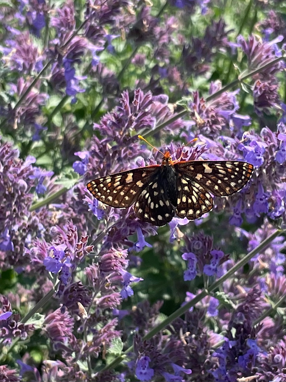 Deer Resistant Plants for the Rogue Valley