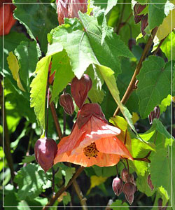 Abutilon 'Smoked Salmon'