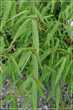 Bamboo