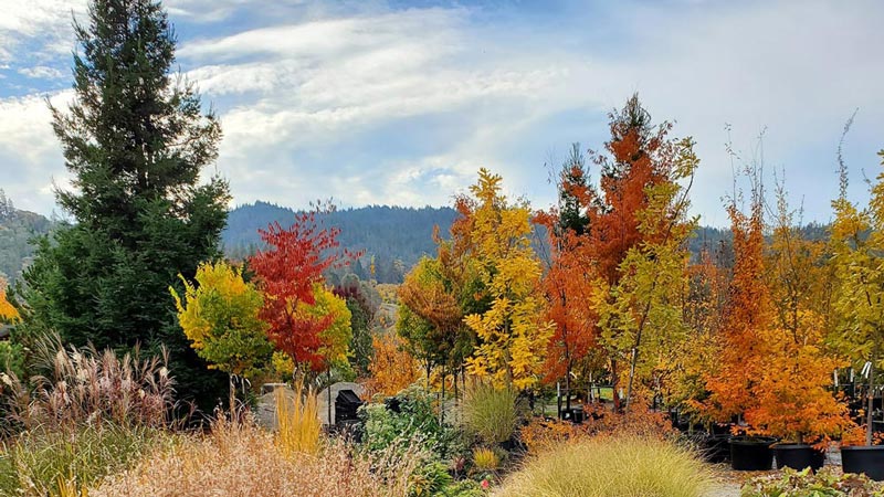 plant nursery trees with fall color