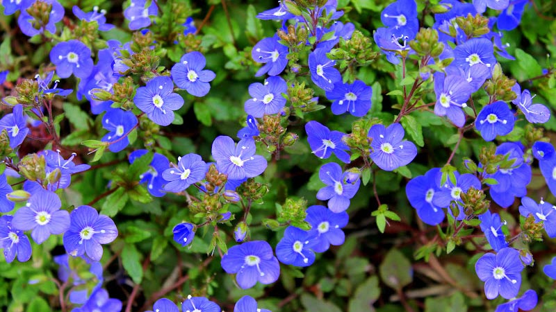 blooming Veronica ground cover