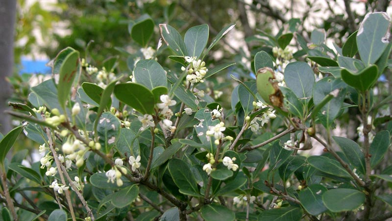 osmanthus shrub in bloom