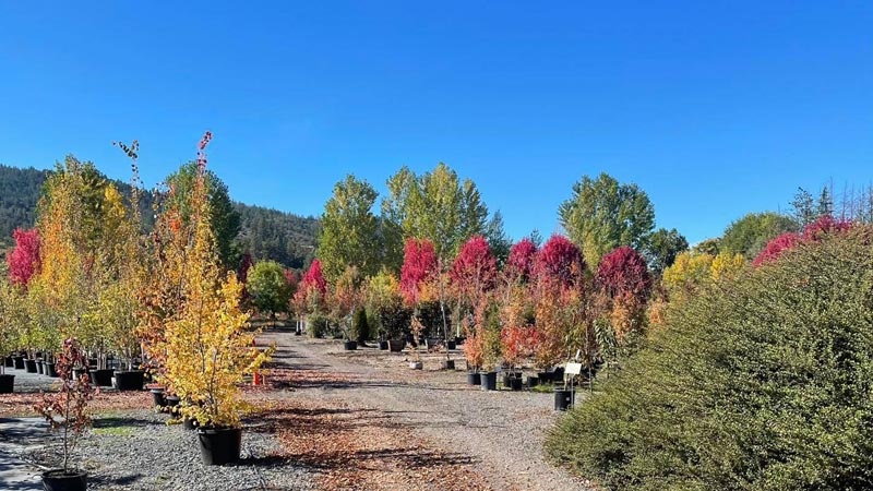 Shooting Star Nursery trees for sale with fall colors