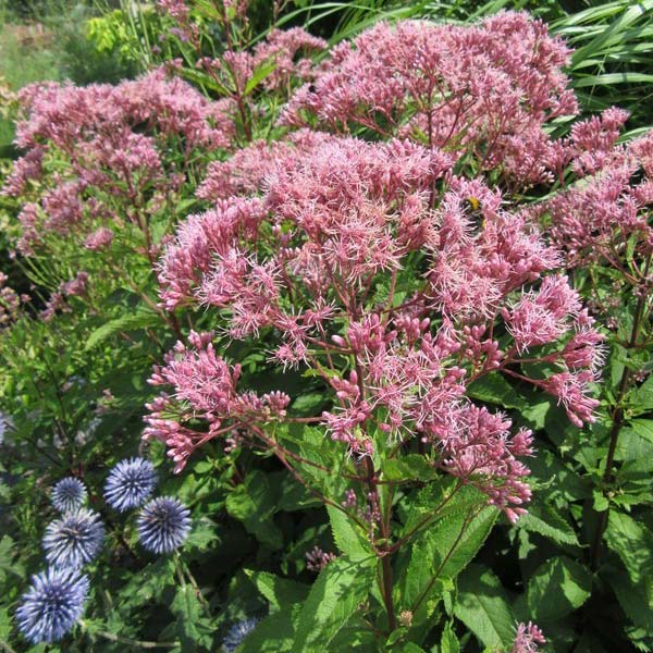 EUP - Eupatorium ‘Baby Joe’ (Dwarf Joe Pye Weed)