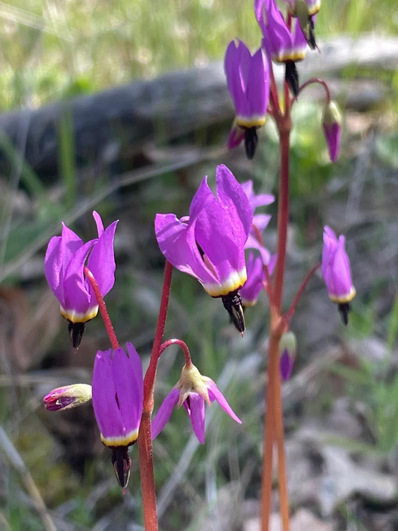 shooting star blooms