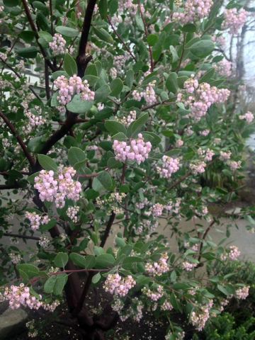 Manzanita in bloom
