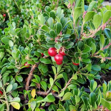 Arctostaphylos 'Massachusetts'