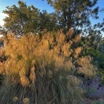 Stipa gigantea