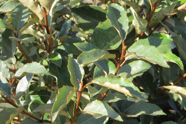 elaeagnus fruitlandii leaves