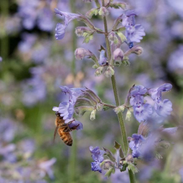 Nepeta Walker's Low - catmint