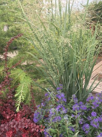 Panicum 'Heavy Metal'