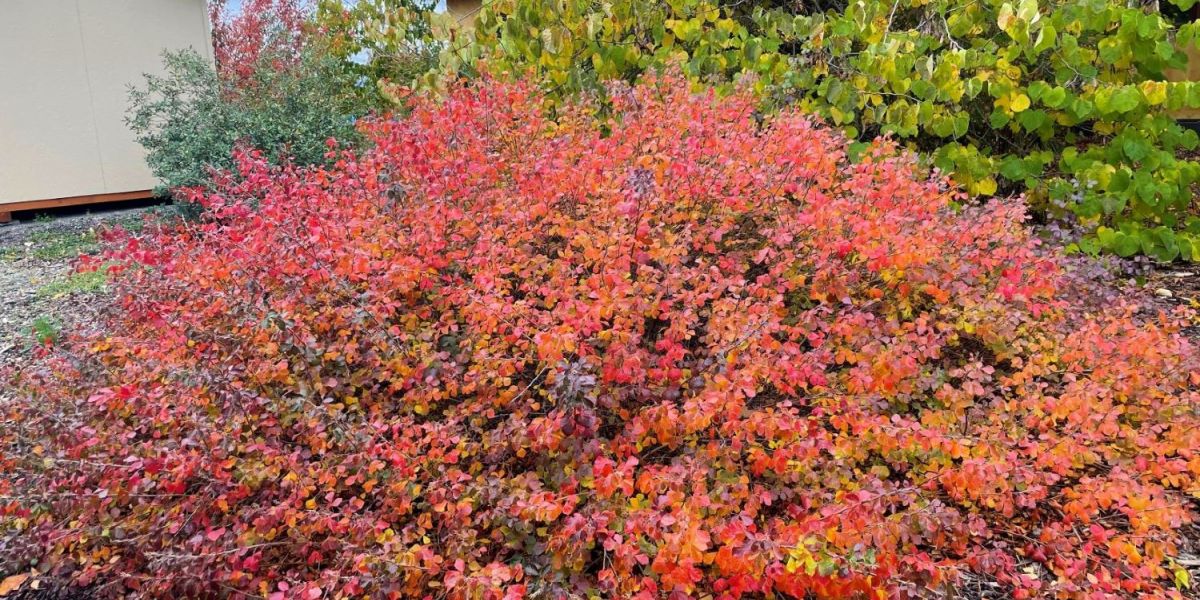 Rhus Gro Low plant ed