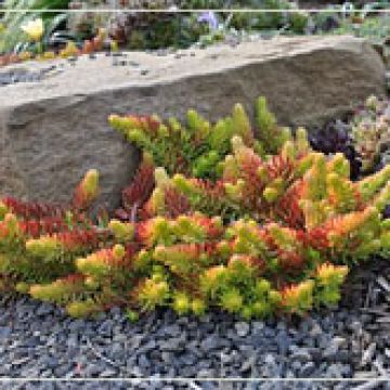 Sedum 'Angelina'