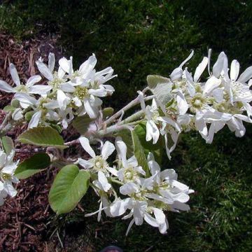 Amelanchier 'Autumn Brilliance' flower