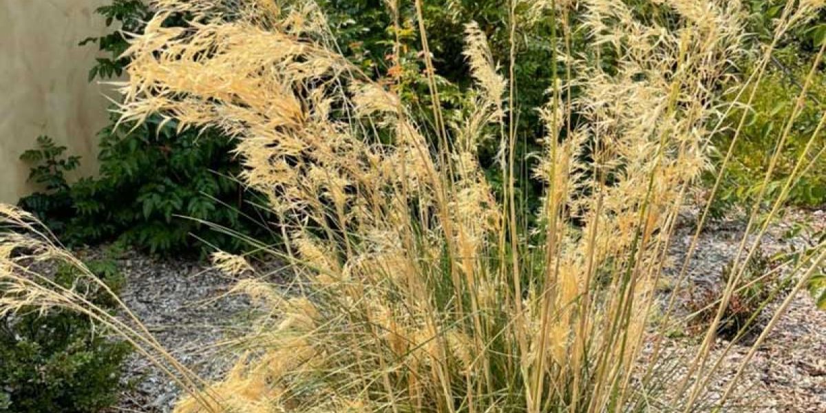Stipa gigantea