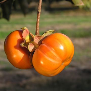 Persimmon tree fruit