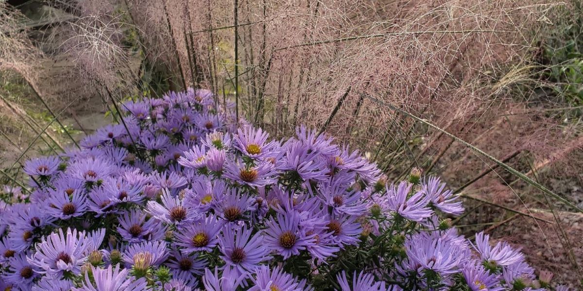 Aster Raydons Favorite sm