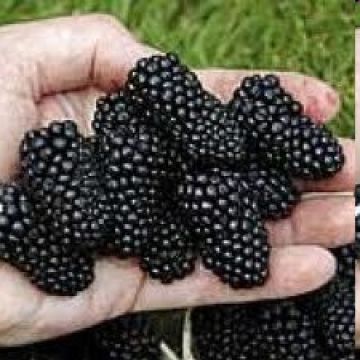 Blackberries 'Triple Crown' thornless
