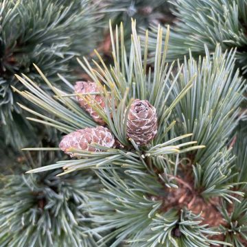 cones on a dwarf pine