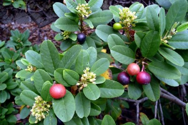 Coffeeberry